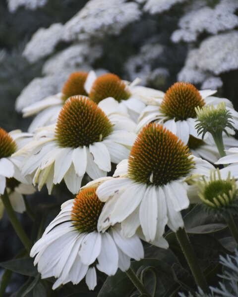 Echinacea Color Coded® 'The price is White' PW