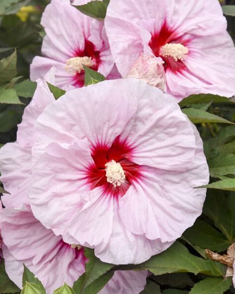 Hibiscus Summerific® 'All Eyes on Me' PW