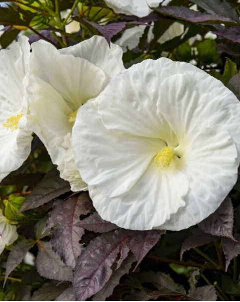 Hibiscus Summerific® 'Cookies and Cream' PW