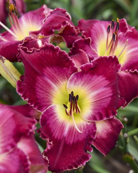 Hemerocallis Rainbow Rhythm® ' Blood Sweat And Tears' PW