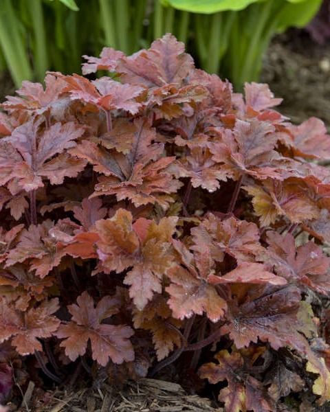 Heucherella Fun and Game® 'Hopscoth' PW