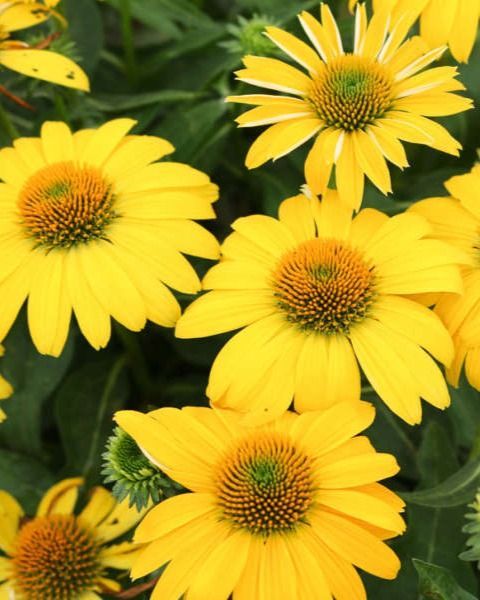 Echinacea Sombrero® 'Lemon Yellow'