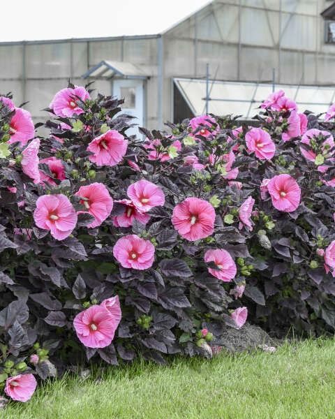 Hibiscus Summerific® 'Edge of Night' PW