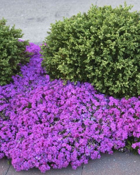 Phlox subulata 'Drummond's Wing'