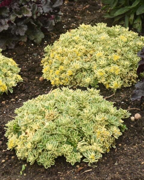 Sedum Rock'n Low® 'Boogie Woogie' PW