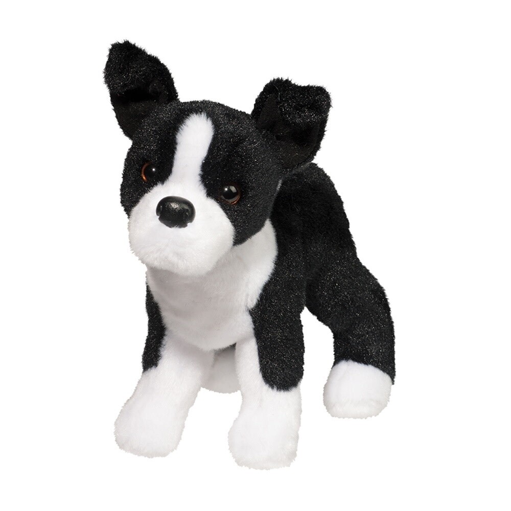 Dog Boston Terrier Quincy