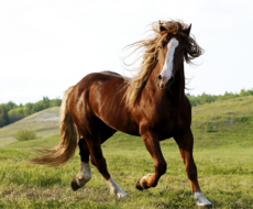 MISELLANEOUS GOODIES