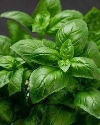 Pesto zeezout