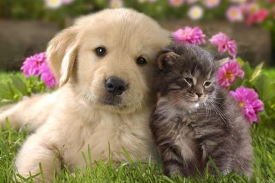 CATS &amp; DOGS