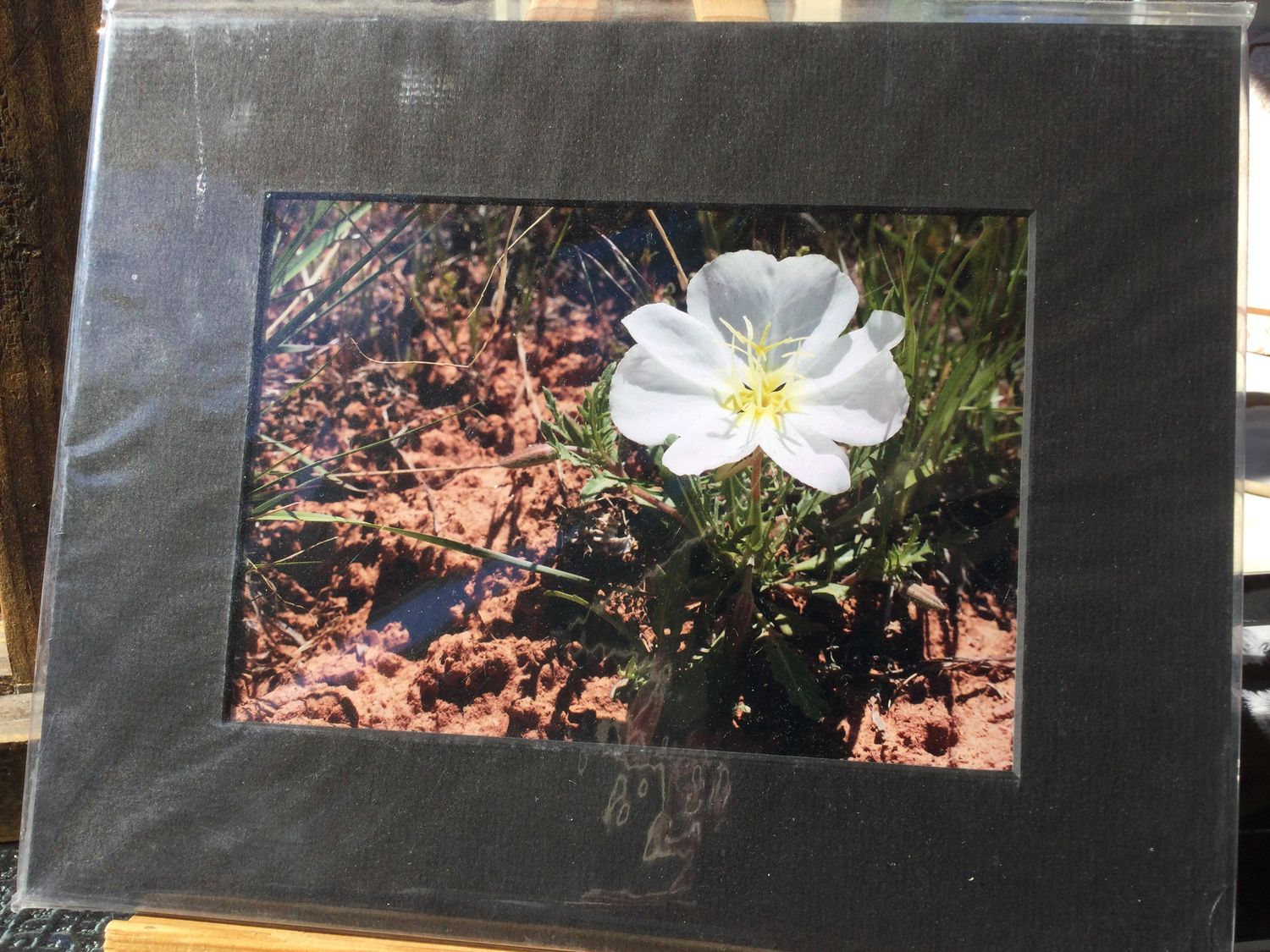 Evening Primrose 5x7 black mat