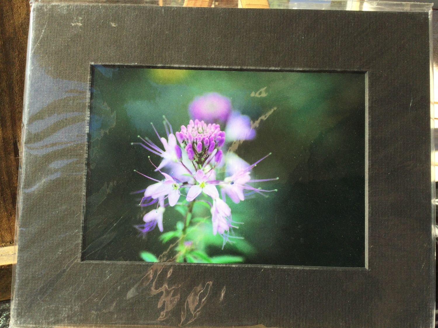 Rocky Mountain Beeplant 5x7 black mat