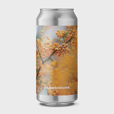 Glasshouse In Ochre 440ml