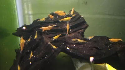 (10+) Sunkist Orange Neocaridina Shrimp