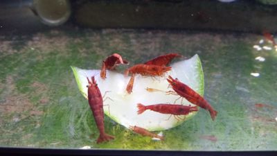 (10+) Fire Red Neocaridina Shrimp