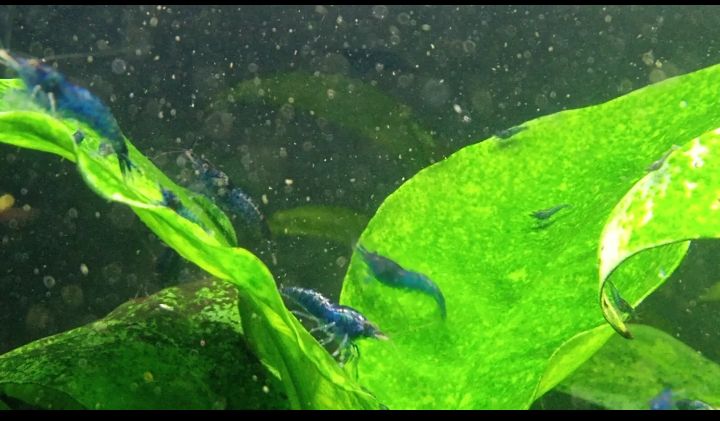 (10) Blue Dream Neocaridina shrimp.