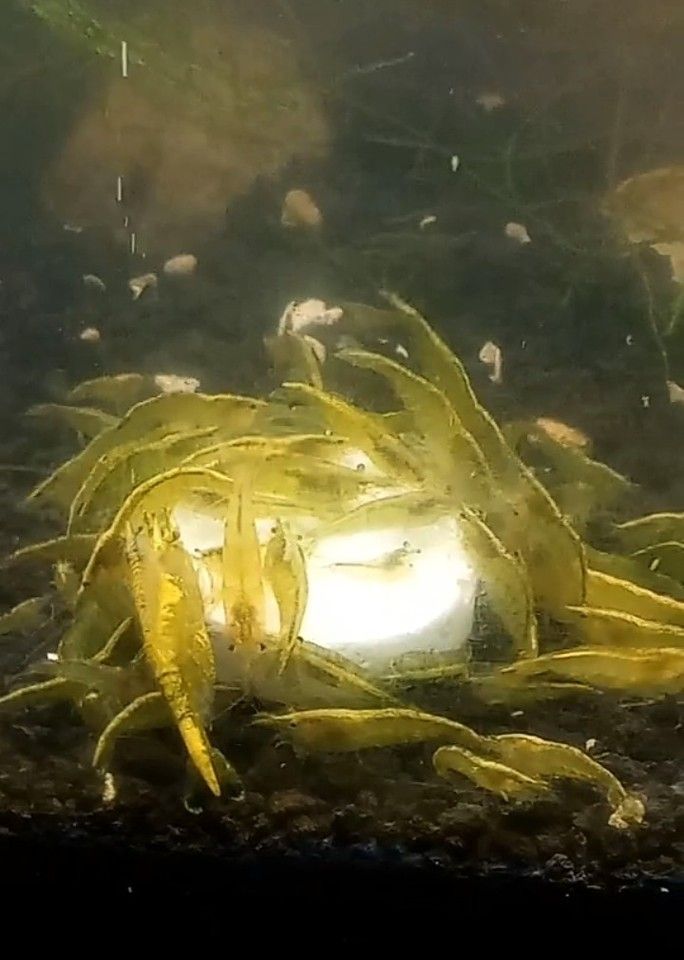 (10+) Neon Yellow Neocaridina Shrimp