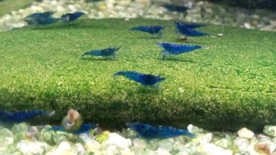 (10+) Blue Dream Neocaridina shrimp.