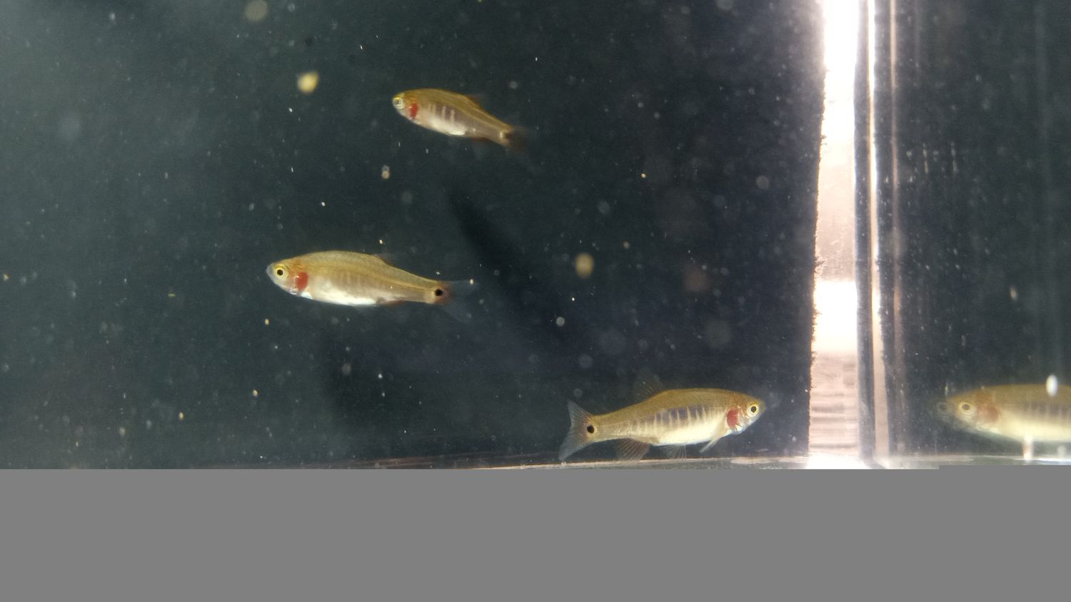 (6) Celestial Pearl Danio/Galaxy Rasbora -OR- (6) Emerald Dwarf Rasbora |READ DESCRIPTION|