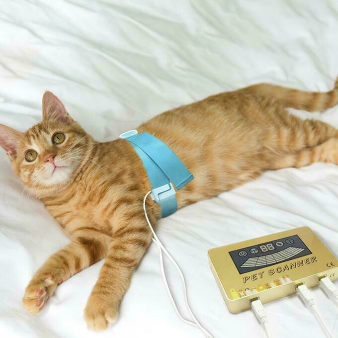 ​Pet Scanner für Hunde und Katzen