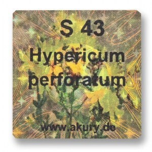 S 43 – Johanniskraut / Hypericum perforatum