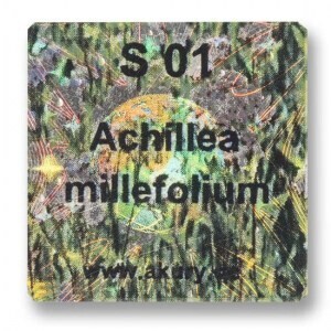 S 01 – Schafgabe / Achillea millefolium