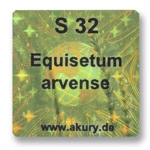 S 32 – Schachtelhalm / Equisetum arvense