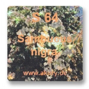 S 64 – Holunder / Sambucus nigra