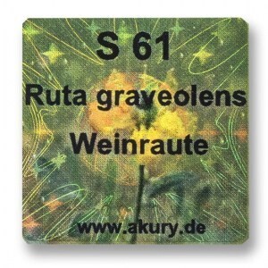 S 61 – Weinraute