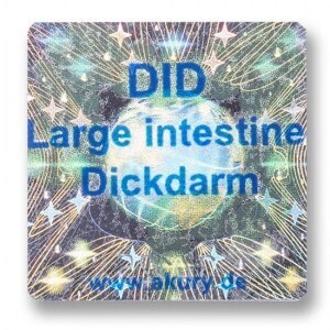 DID – Dickdarm