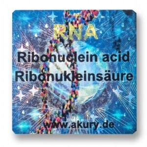 RNA – Ribonukleinsäure