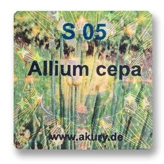 S 05 – Küchenzwiebel / Allium cepa