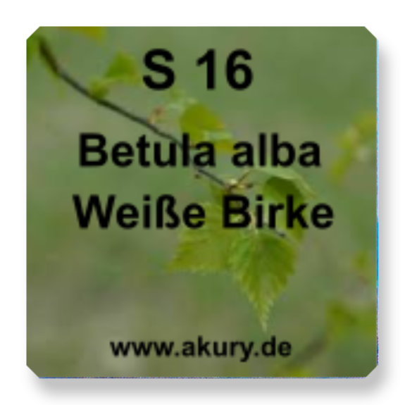 S 16 Betula alba (Weiße Birke) Blutreinigung und Hautprobleme
