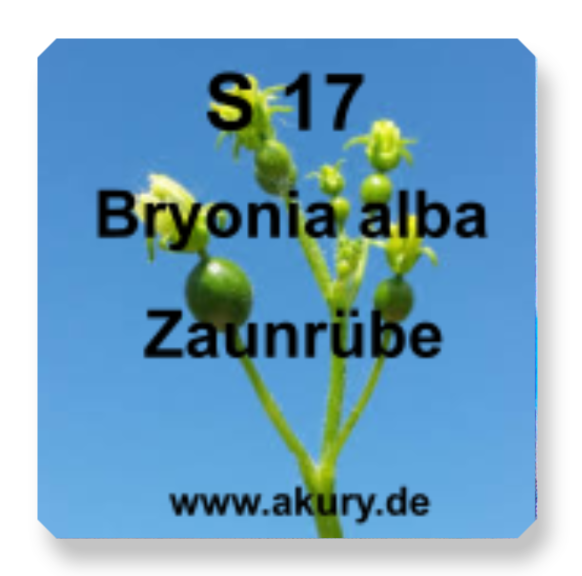 S 17 Bryonia alba (Zaunrübe) Lunge, Gelenk- und Muskelschmerzen
