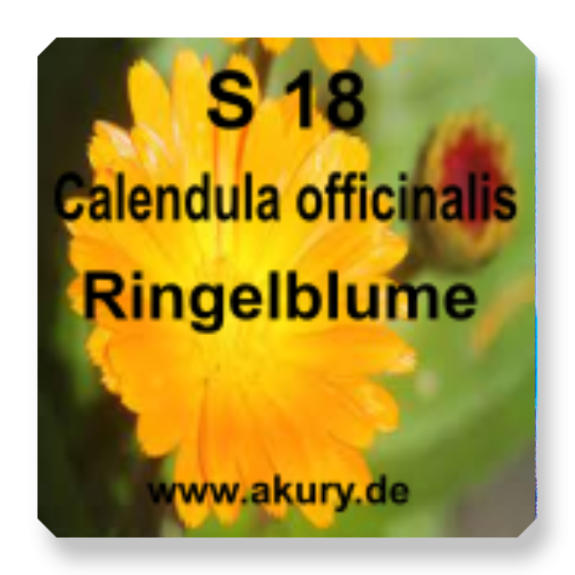 S 18 Calendula officinalis ( Ringelblume) Verletzungen, Magen- und Darmprobleme