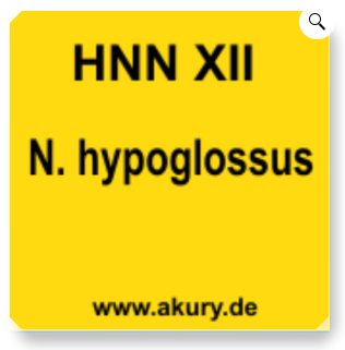 Chip &quot;HNN XII - Nervus hypoglossus&quot;