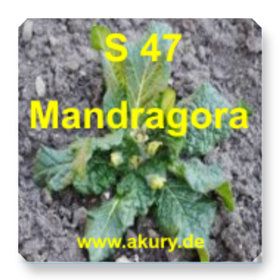 Chip &quot;S 47 Mandragora officinalis ( Alraune)&quot;
