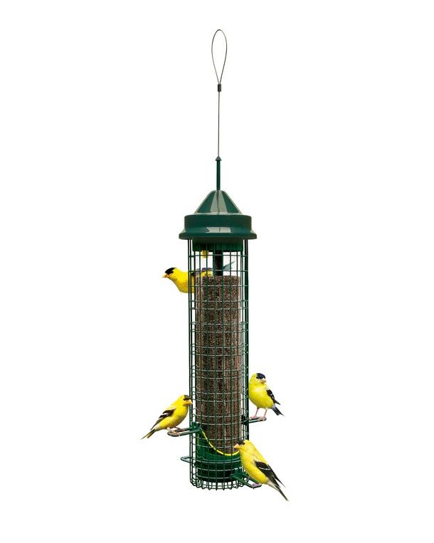 Brome Squirrel Buster Finch Bird Feeder