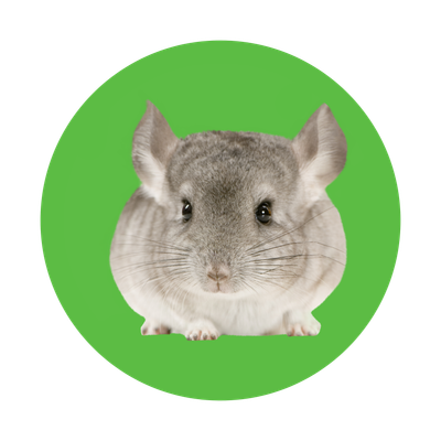 Small Pet