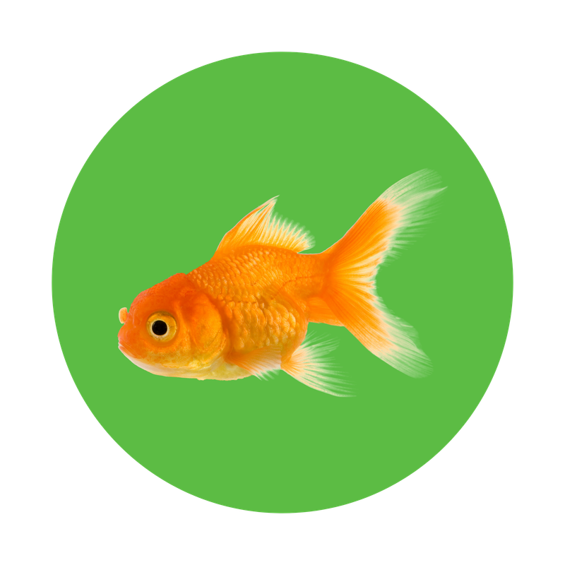 Aquarium Supplies - Aquatic Plant Propagation And Care Supplies
