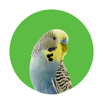 Pet Bird
