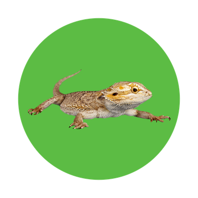 Reptile