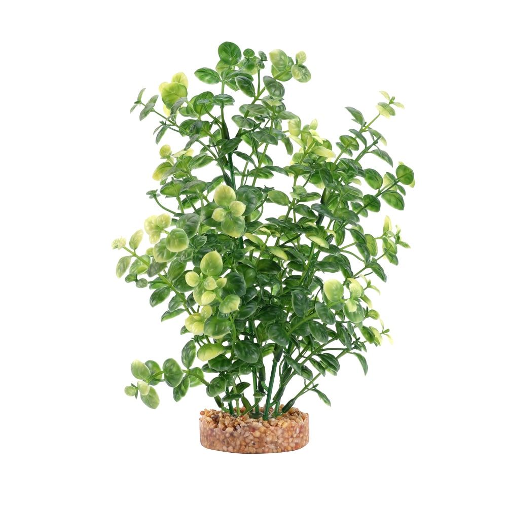Fluval Aqualife Green Bacopa Aquarium Plant, Size: 8 inch