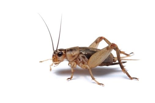 Live Crickets, Each, Size: Small - 1/4"