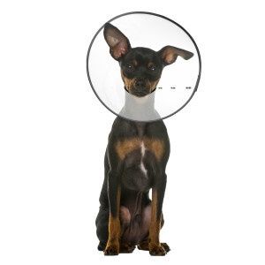 ZenPet E-Clear Recovery Collar for Dogs and Cats, Size: Small