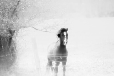 Fine Art Collection #1: Misty Horse