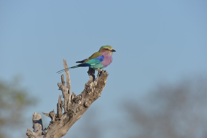 Botswana 6-night special