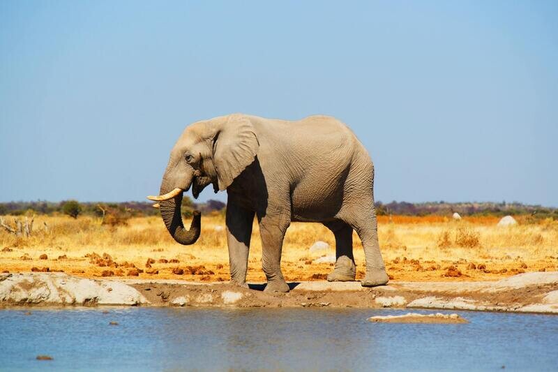 Botswana 7-night special