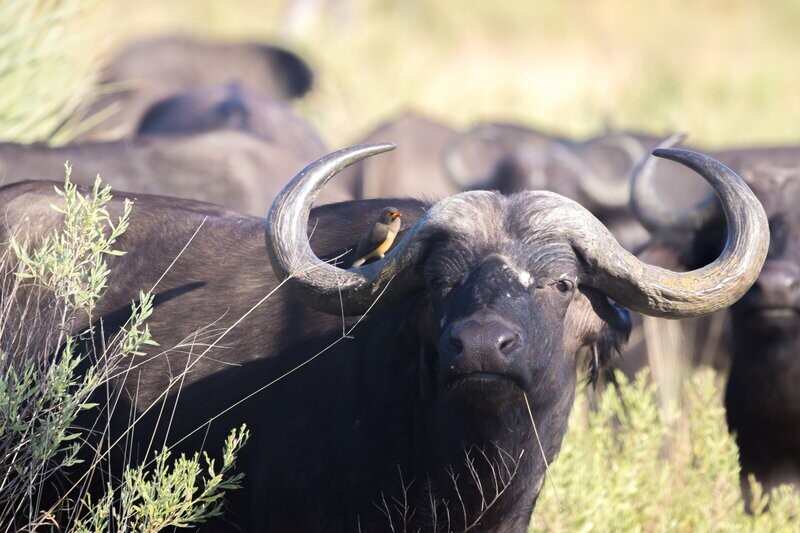 Botswana 9-night special with Savute