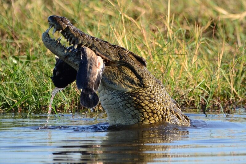 Botswana 9-night special featuring Victoria Falls