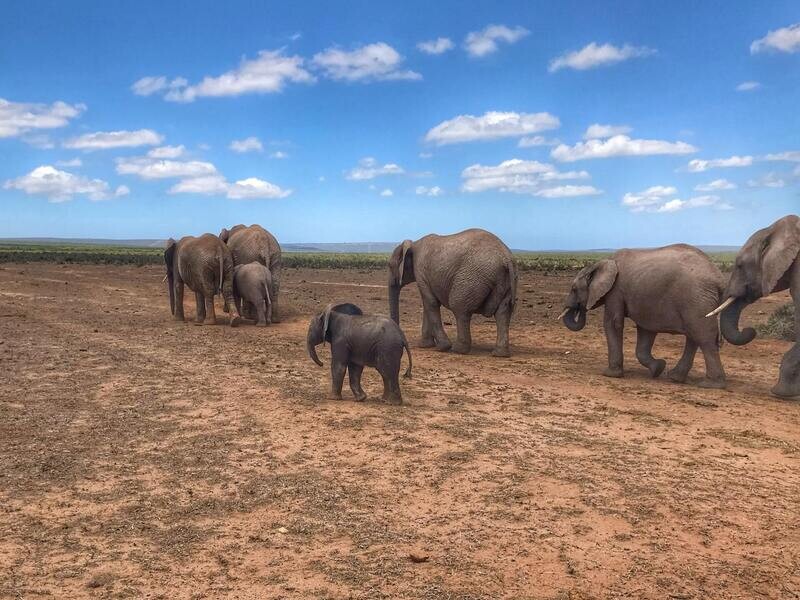 Botswana 14-night special